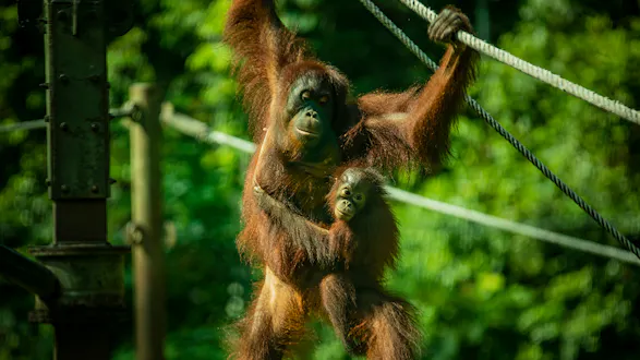 Journeys: Best of Borneo (12 days, 11 nights)