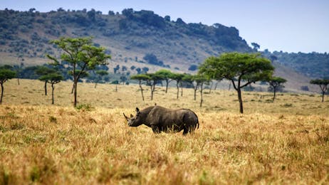 3 day, 2 night Safari through Serengeti National Park to Ngorongoro Crater. 