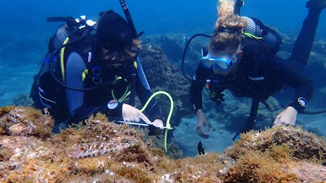 Snorkeling Marine Biology Tour