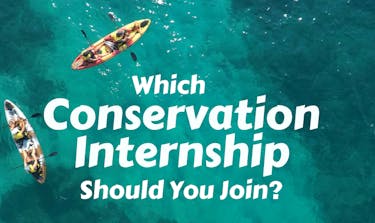 QUIZ: Which Conservation Internship Should You Join?