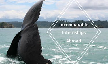 Incomparable Internship Opportunities Abroad