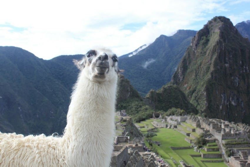Llama above Machu Picchu