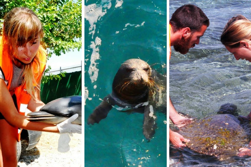 Marine Mammal Conservation internship in Greece