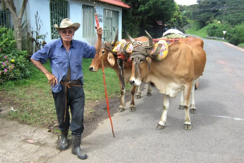 Tico farmer with livestock in Costa Rica