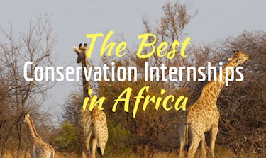 The Best Conservation Internships in Africa