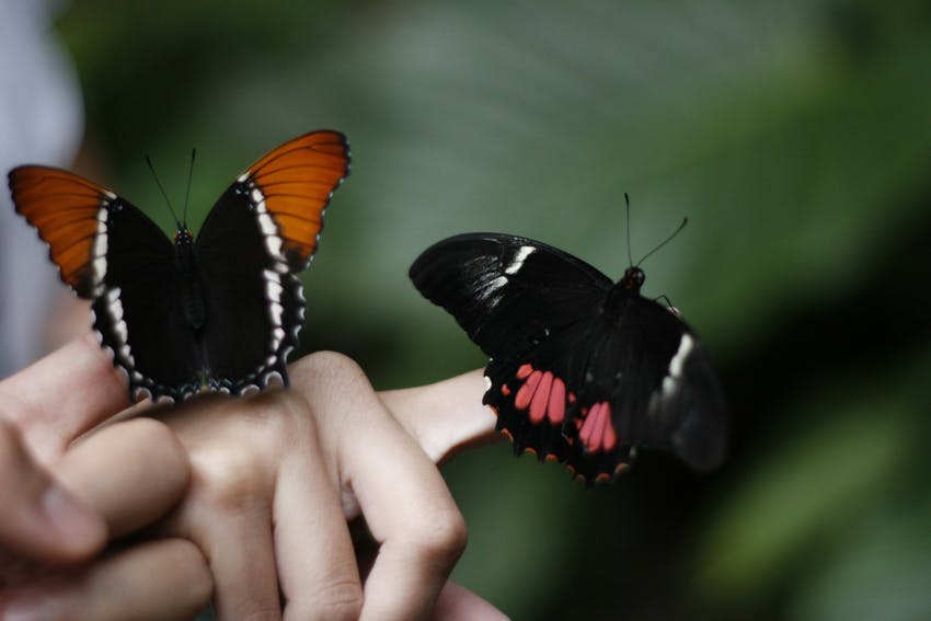 Butterflies in Costa Rica, Intern Abroad HQ