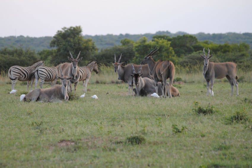 Dinokeng Game Drive South Africa