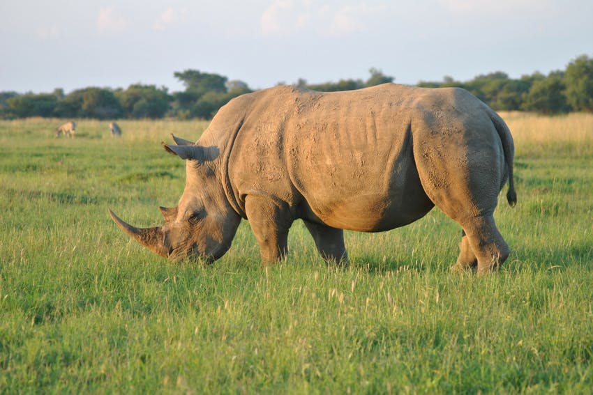 Rhino in Dinokeng Game Reserve, South Africa
