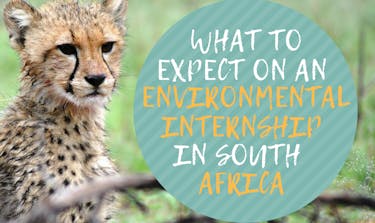 What To Expect On An Environmental Internship In South Africa