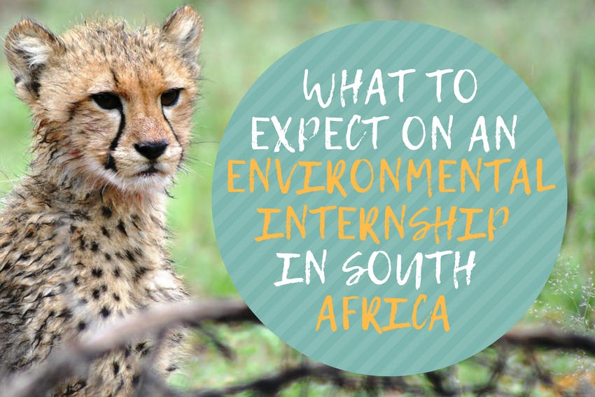 What to expect on an Environmental Internship in South Africa