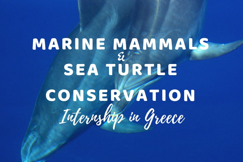 My Marine Mammals & Sea Turtle Conservation internship in Greece