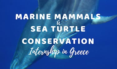 Marine Mammals & Sea Turtle Conservation internship in Greece