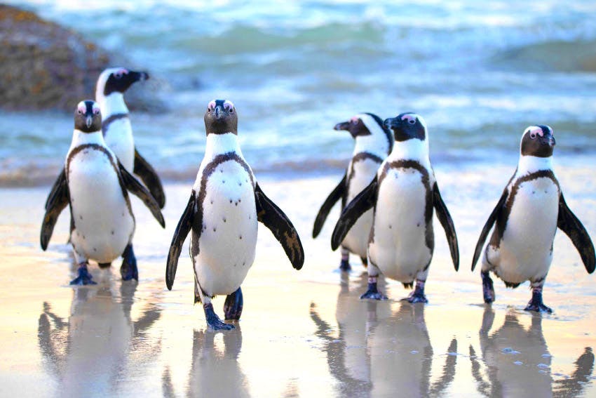 Penguins at Boulder Beach in South Africa