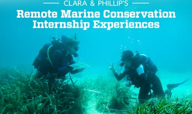 What you can learn on a Remote Marine Conservation Internship