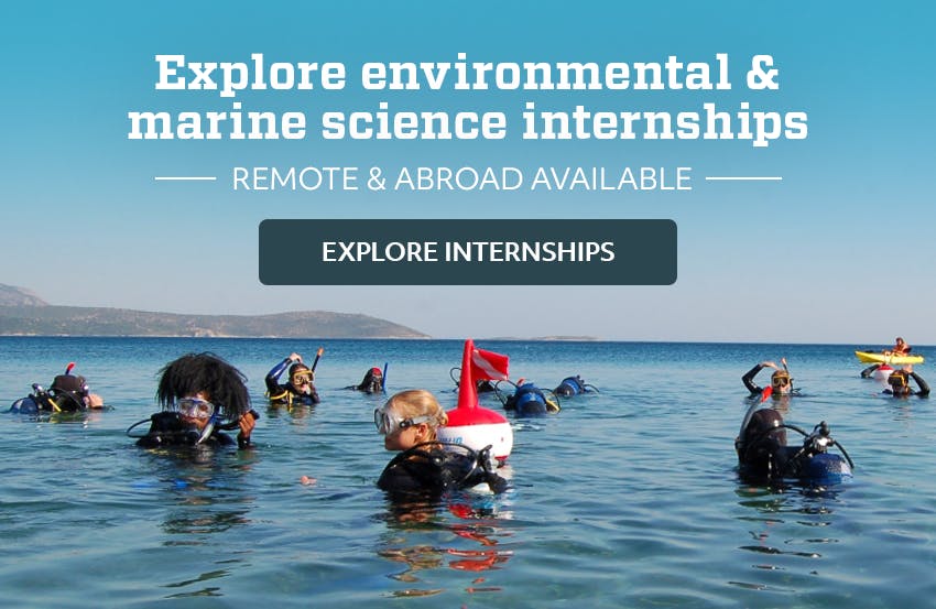 What you can learn on a Remote Marine Conservation Internship | Intern