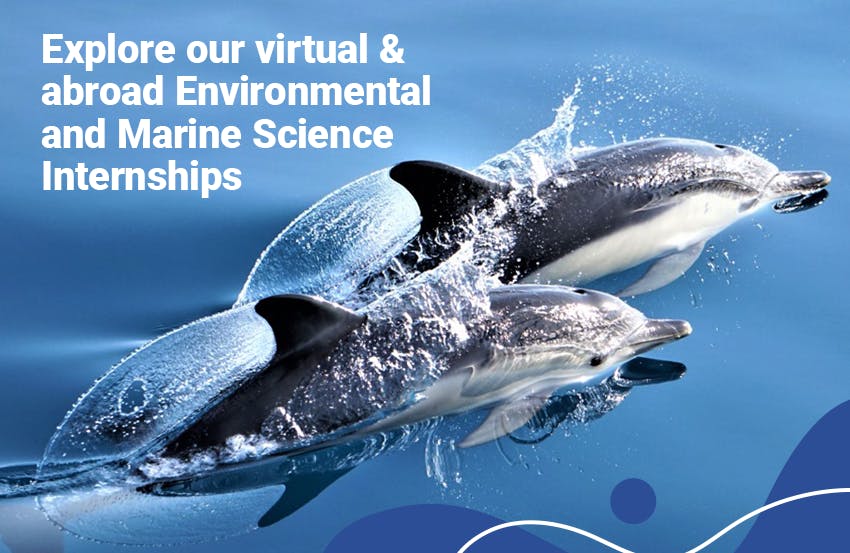 Explore abroad and virtual Marine Biology & Conservation Internship opportunities offered by Intern Abroad HQ.