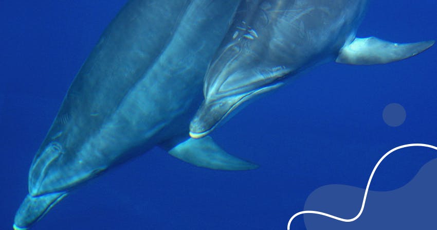 Christina's experience adapting to her Intern Abroad HQ virtual Marine Conservation Internship during Covid-19.