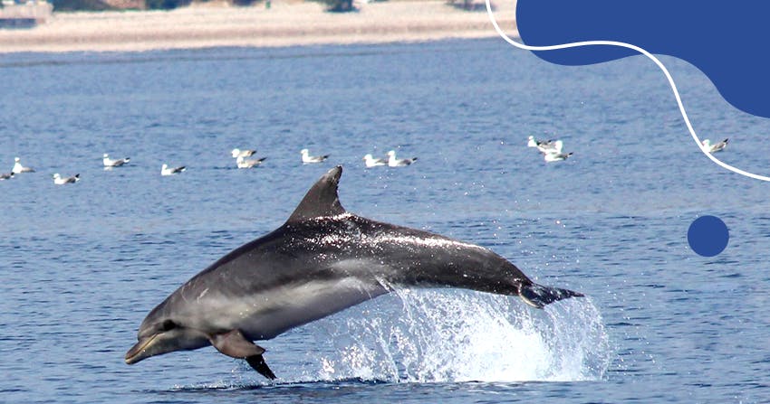 Intern Abroad HQ: How to adapted to a Remote Internship during Covid-19.