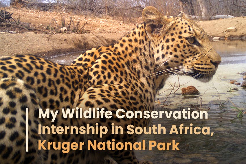 Tumpa's experience on her Wildlife Conservation Internship on Reserve Management in South Africa, Kruger National Park with Intern Abroad HQ.