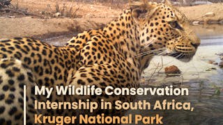 My Wildlife Conservation Internship in South Africa
