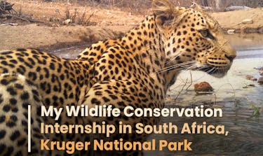 My Wildlife Conservation Internship in South Africa