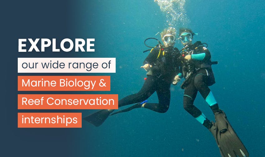 Developing skills and broadening my horizons with a Marine Biology & Reef Conservation internship, Intern Abroad HQ