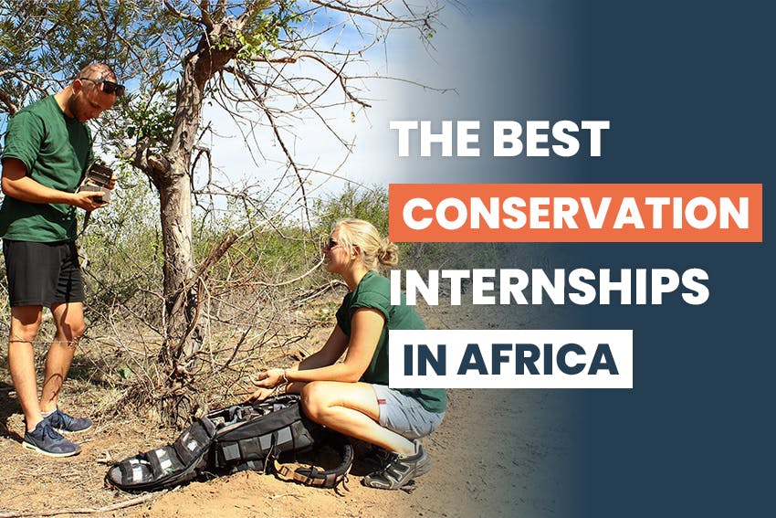 The best conservation internships in Africa 2023