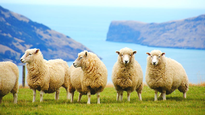 What I learned from an Environment & Sustainability internship in New Zealand, with Intern Abroad HQ