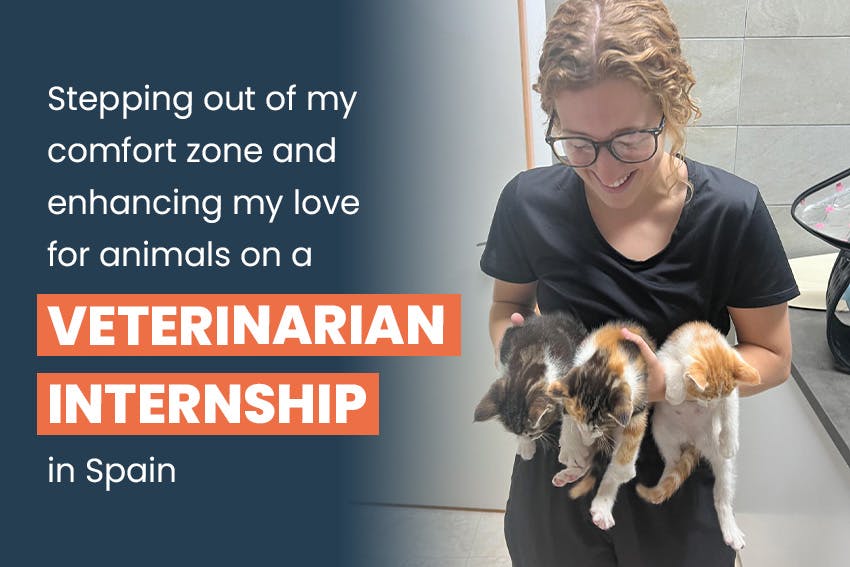 Enhancing my love for animals on a Veterinarian internship in Spain, Intern Abroad HQ