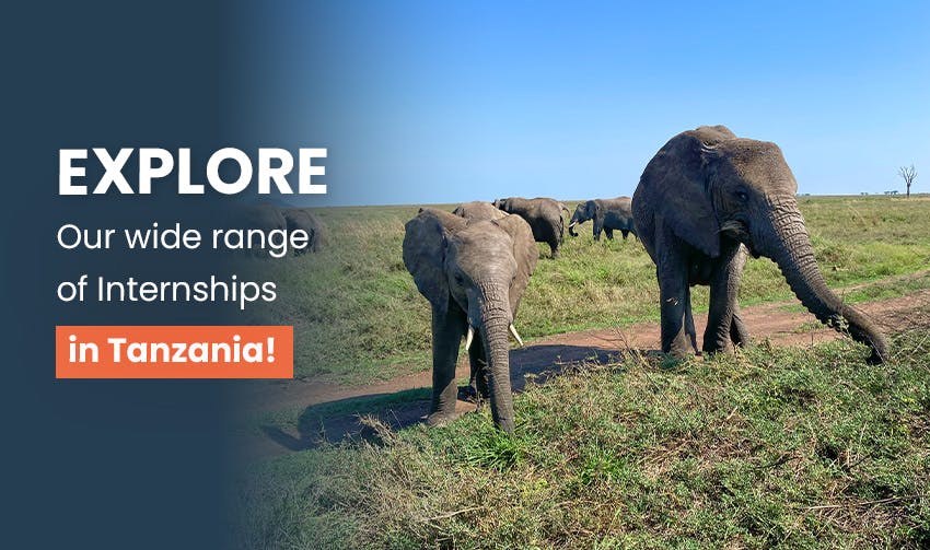 Explore our wide range of internships in Tanzania