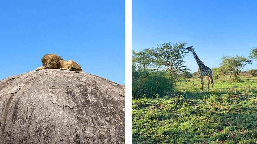 Insider Insights: My Journey to Arusha, Tanzania as an Intern Abroad Program Manager, Intern Abroad HQ