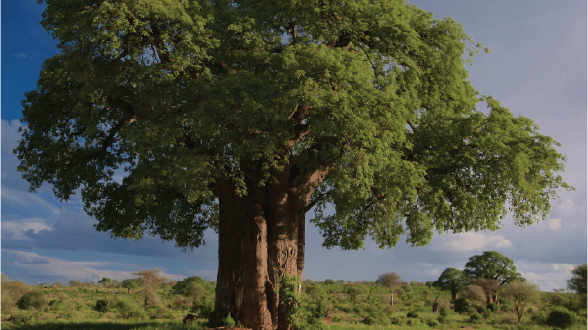 Image of a large tree, photographed in Tanzania