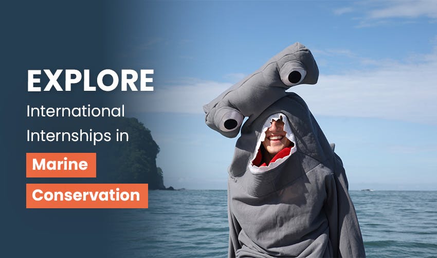 How Marine Conservation Internships make an impact, Intern Abroad HQ