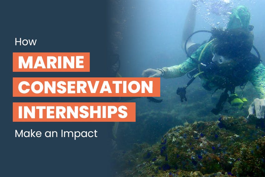 How Marine Conservation Internships make an impact, Intern Abroad HQ