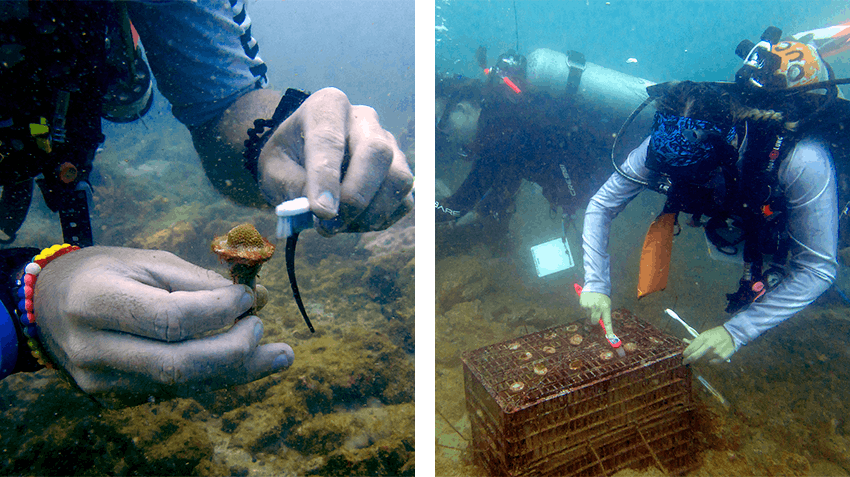 How Marine Conservation Internships make an impact, Intern Abroad HQ