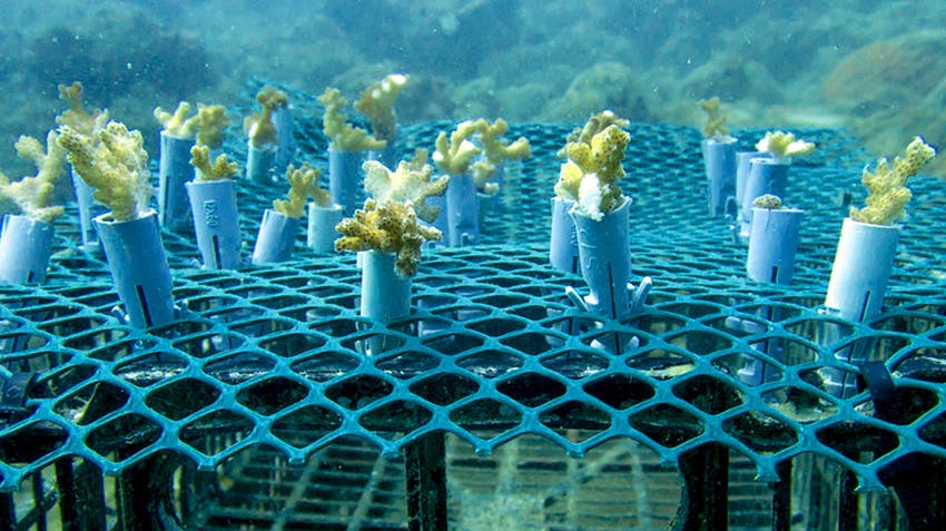 How Marine Conservation Internships make an impact, Intern Abroad HQ