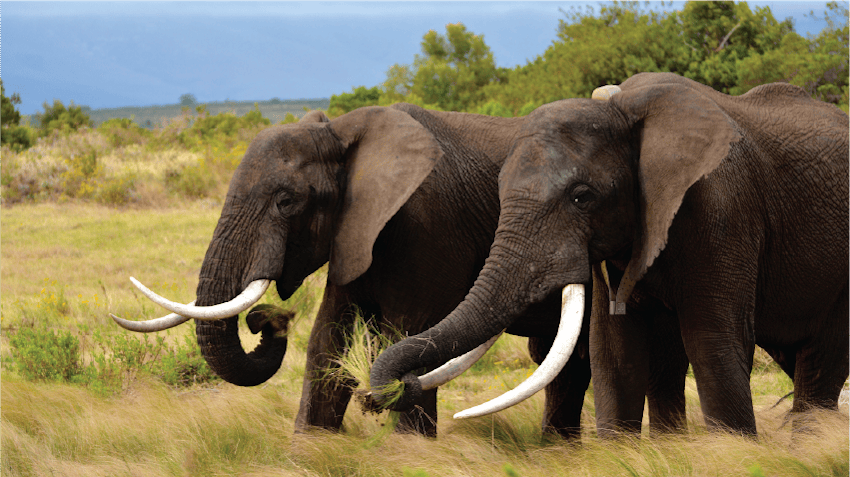 Nick’s photo of elephants, taken in the Gondwana Game Reserve, South Africa