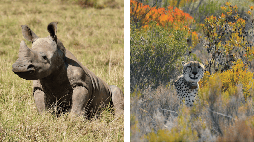 A baby rhino pictured on the left and a cheetah pictured on the right