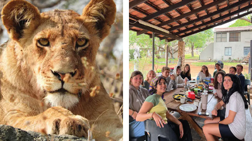 A lion is pictured in the photograph on the left. Student interns are pictured in the photograph on the right, posing while enjoying a meal together.