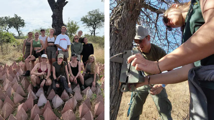 Student interns pictured on the left, posing near to the protective structures positioned around a tree, on the right, attaching a camera trap to a tree for wildlife monitoring.