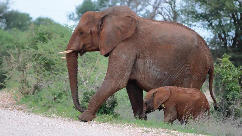 A mother elephant crosses the road, with her baby