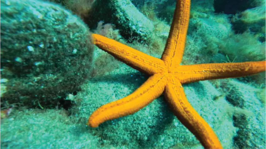 A bright yellow starfish