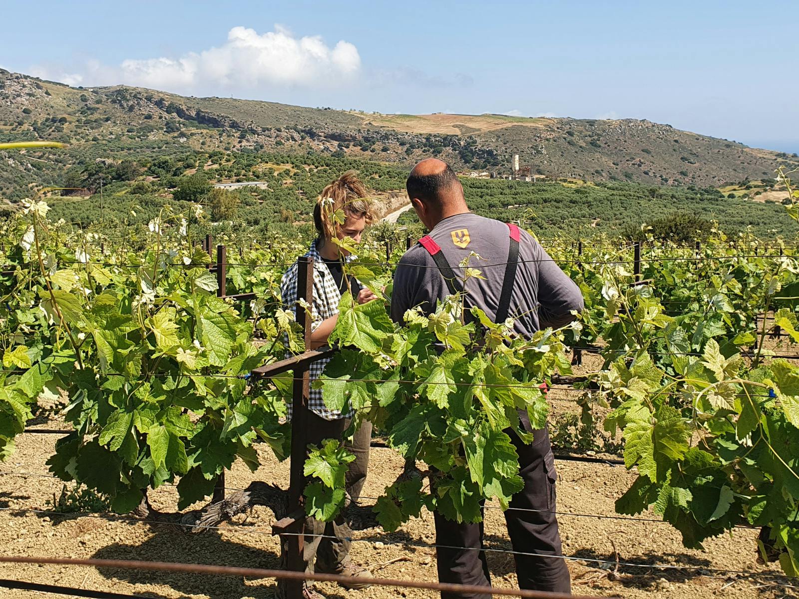 Viticulture & Agriculture: credit-bearing internships in Athens