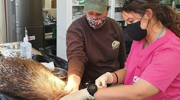 Veterinary & Animal Care: credit-bearing internships in Athens