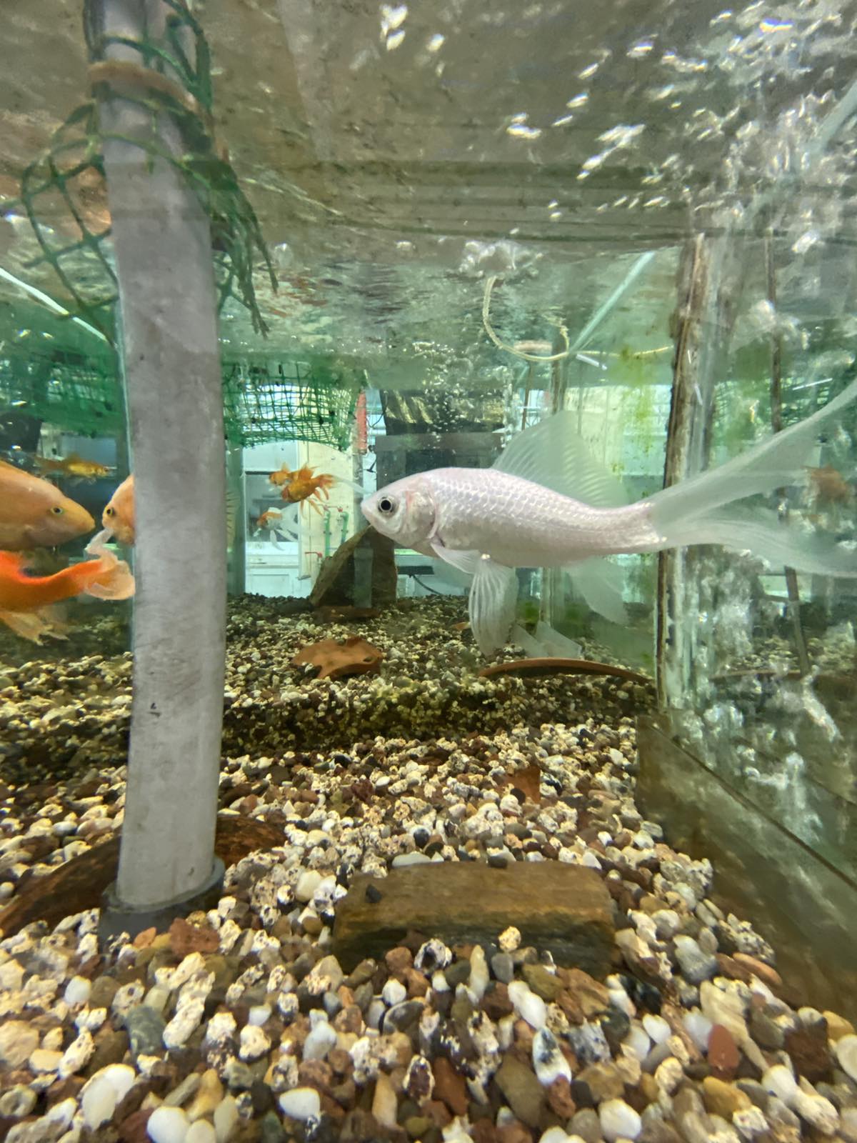 Aquaculture & Fisheries Internships in Greece, Intern Abroad HQ