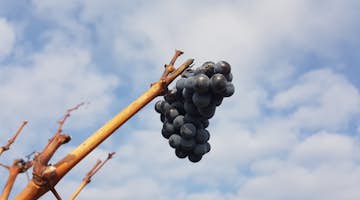 Viticulture & Agriculture Internships in Greece
