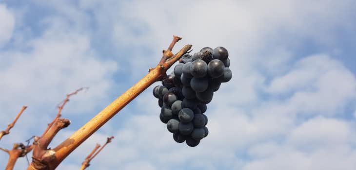 Viticulture & Agriculture internships in Greece