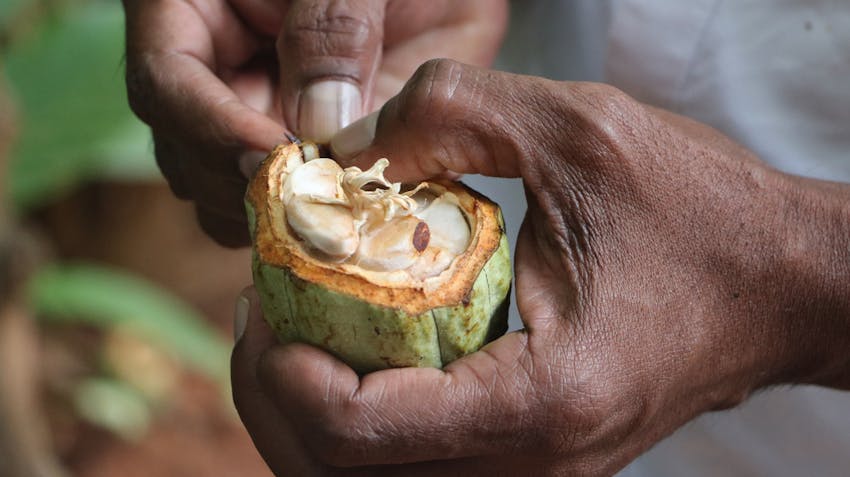 Food Science & Technology Internships in Bali