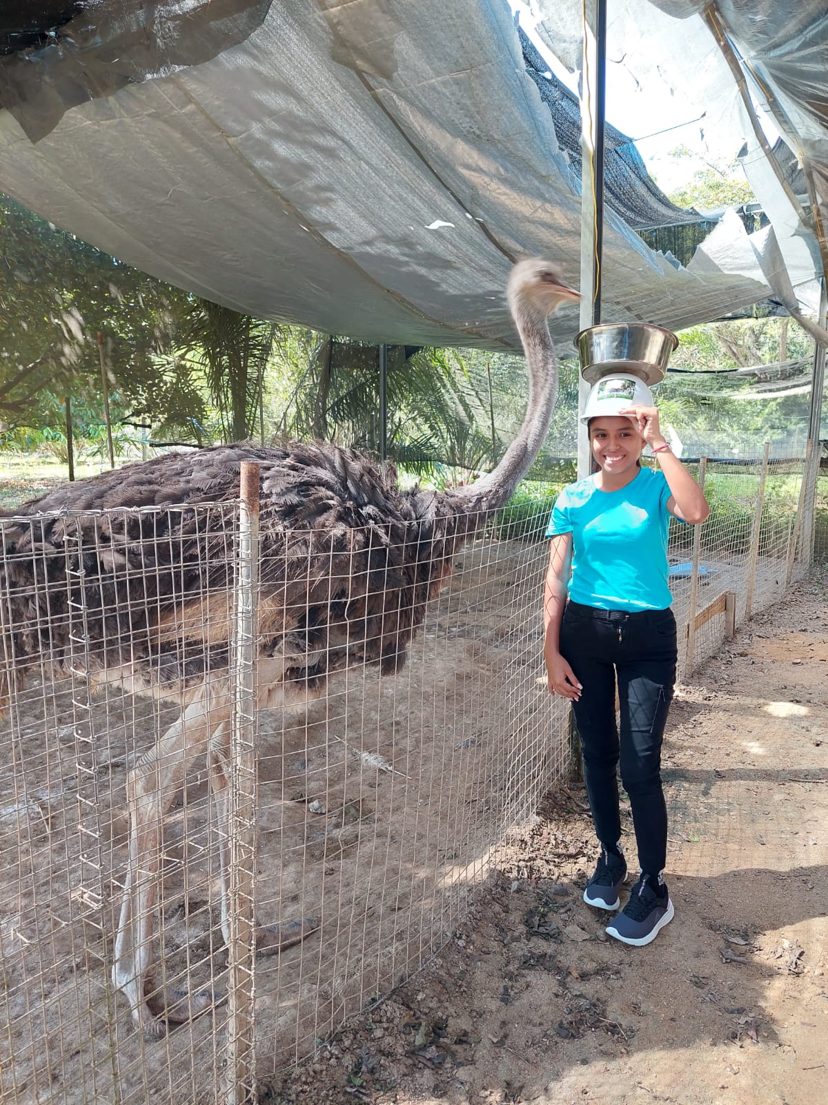 Animal Welfare and Agriculture internships in Belize, Intern Abroad HQ