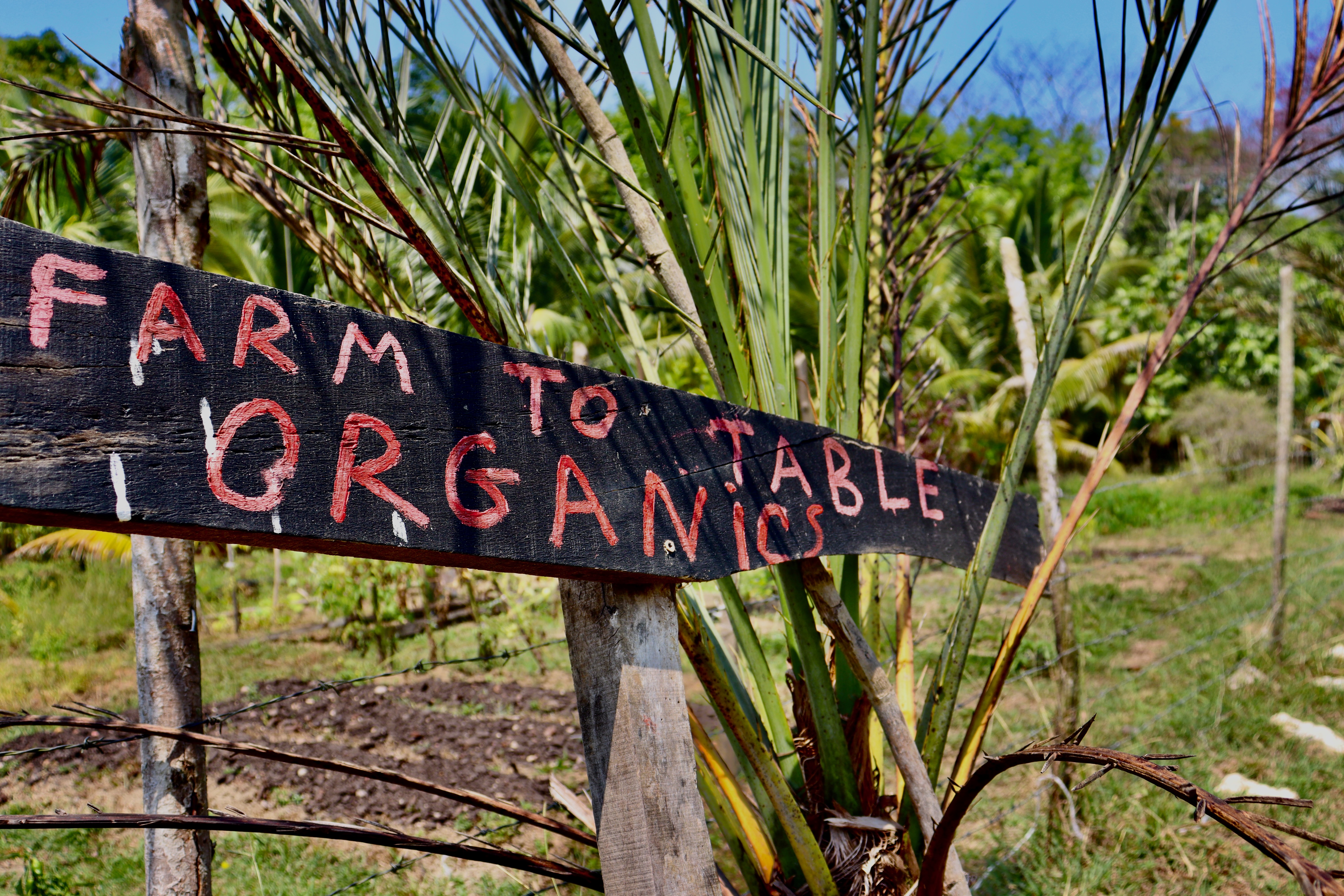 Animal Welfare and Agriculture internships in Belize, Intern Abroad HQ